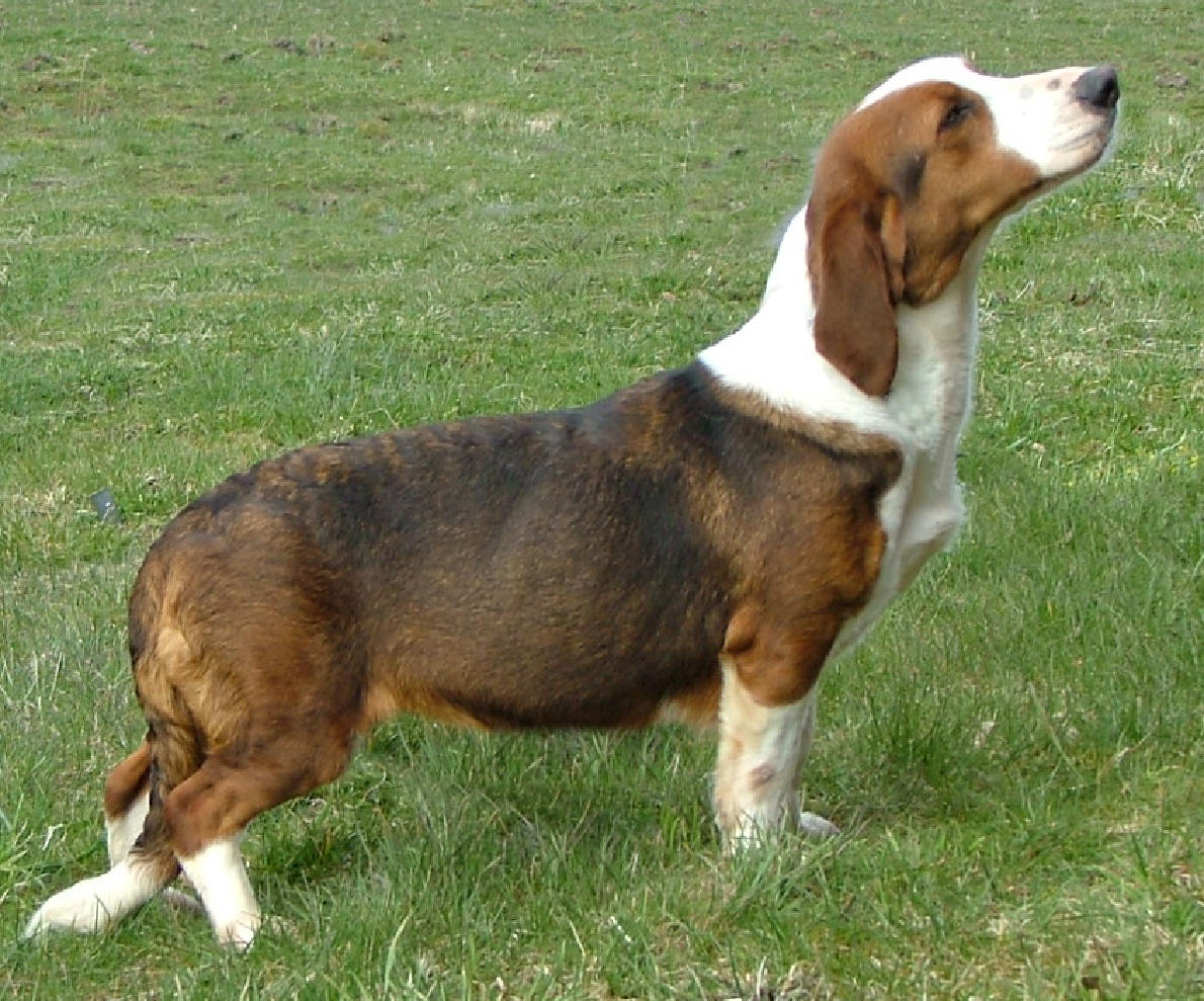 Drever Dog Puppies Rescue Pictures Information Temperament Characteristics Animals Breeds