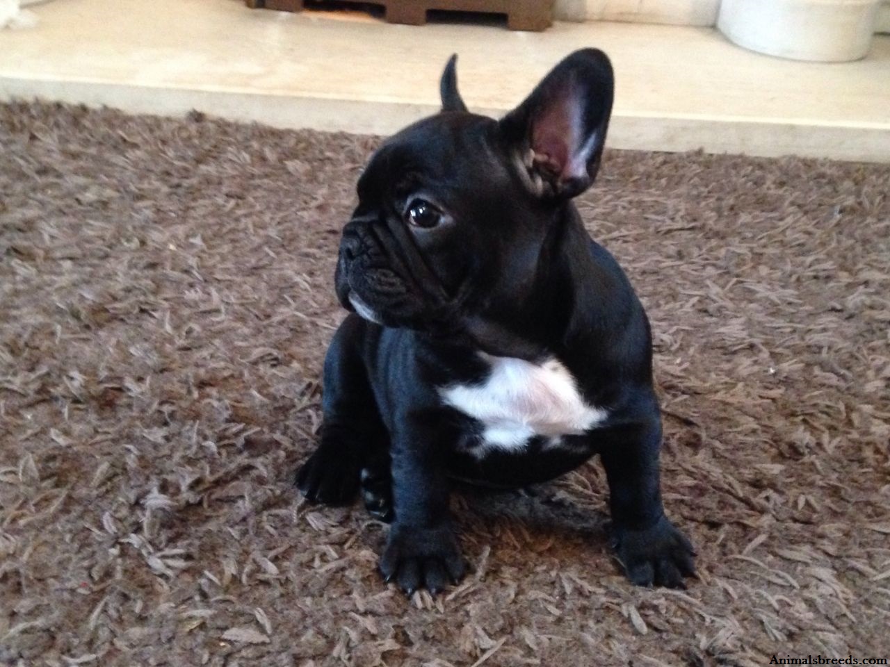 Droll French Bulldog Black And White Puppy