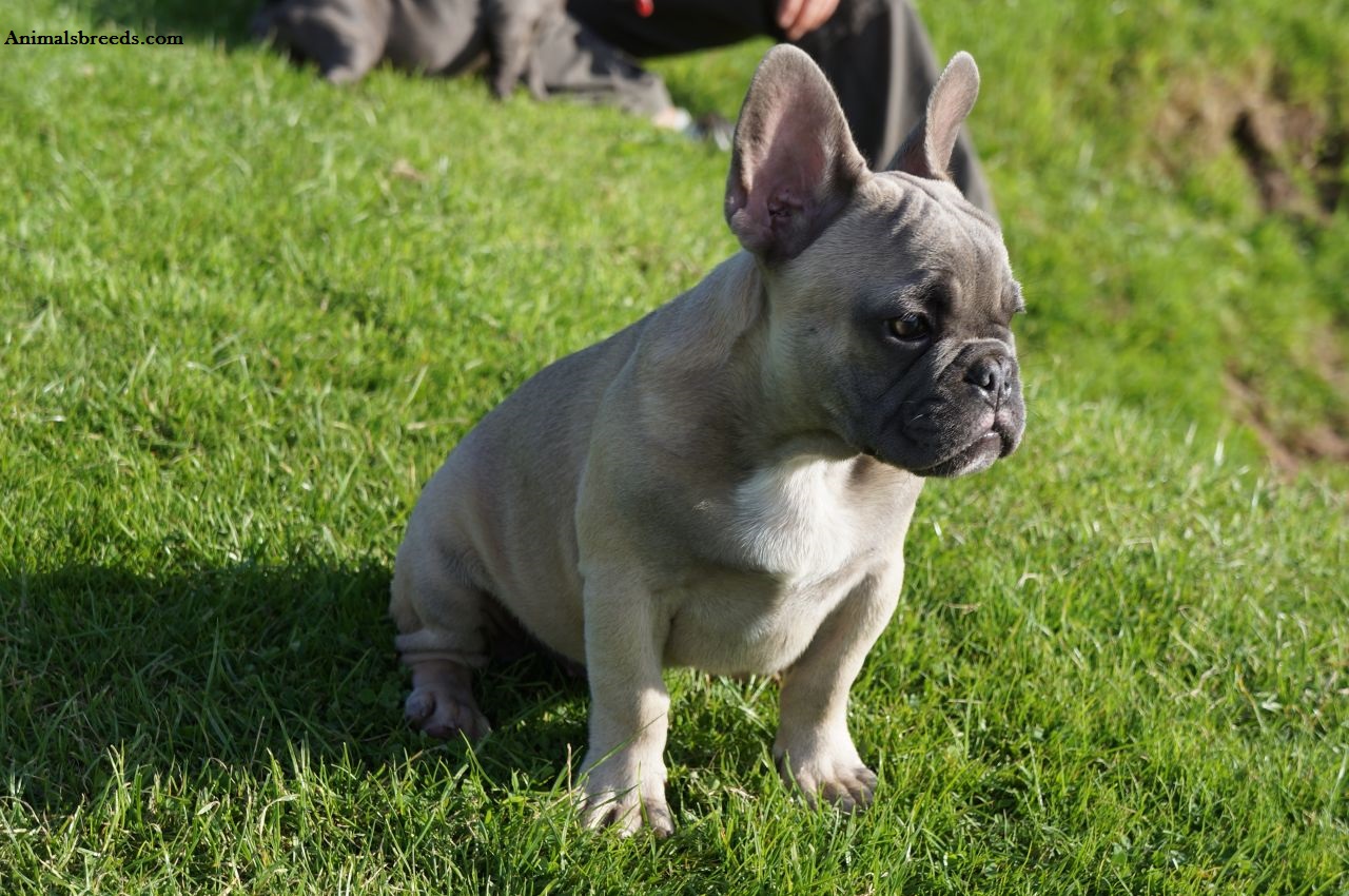 French Bulldog - Puppies, Rescue, Pictures, Information ...