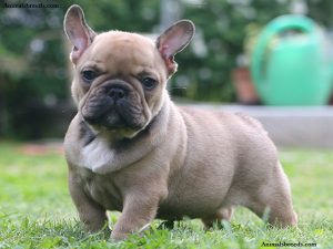 French Bulldog