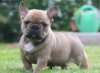 French Bulldog