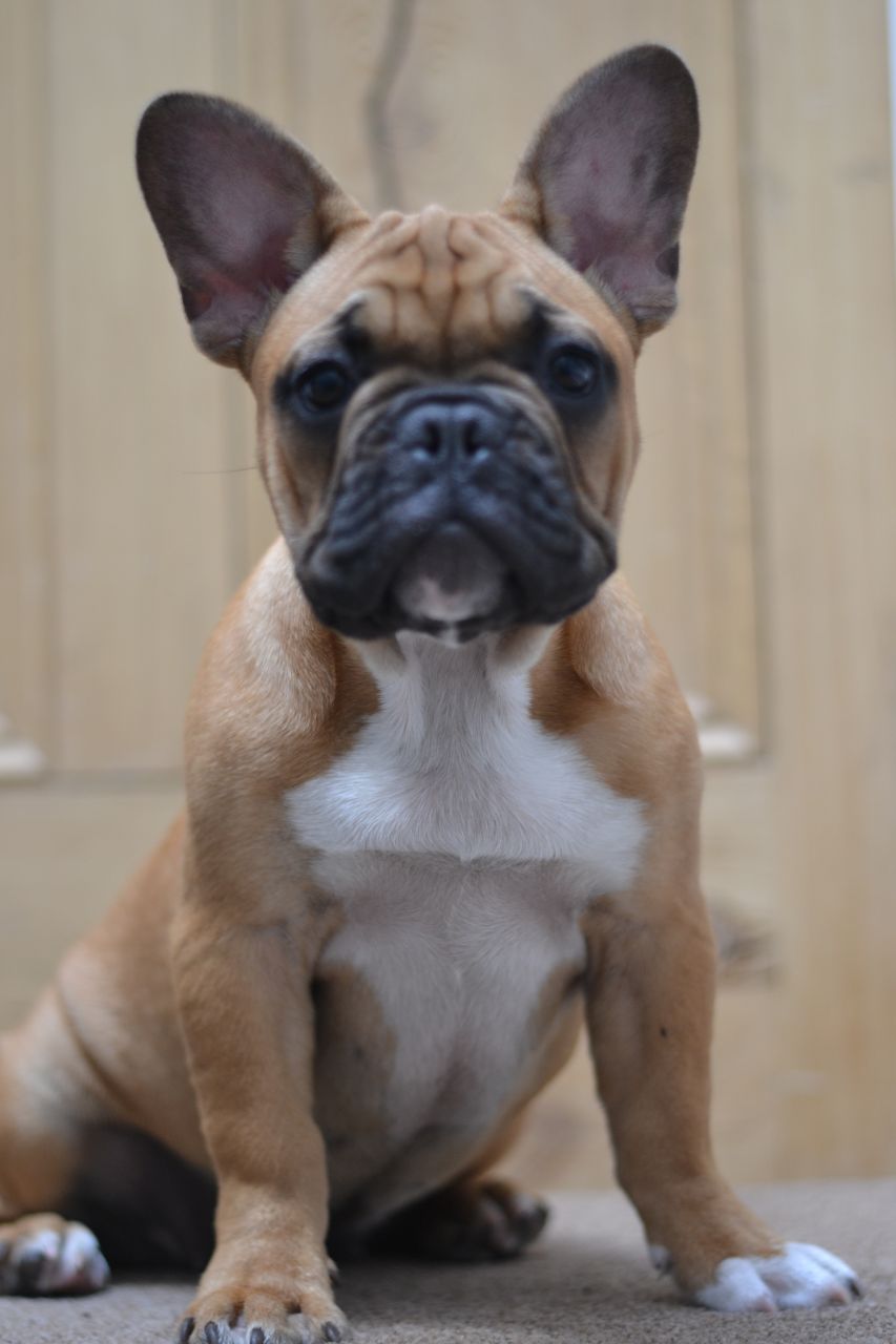 French Bulldog - Puppies, Rescue, Pictures, Information ...