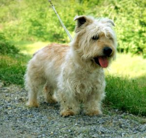 Glen of Imaal Terrier