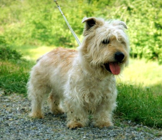 Glen of Imaal Terrier