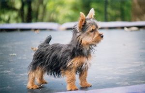Silky Terrier