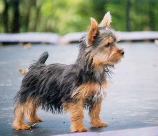 Silky Terrier