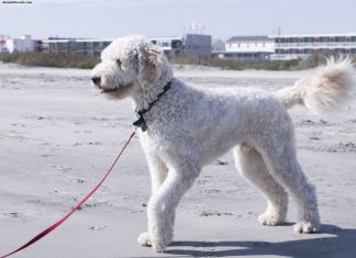 Goldendoodle Goldendoodle