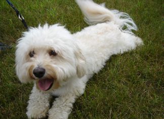 Havanese