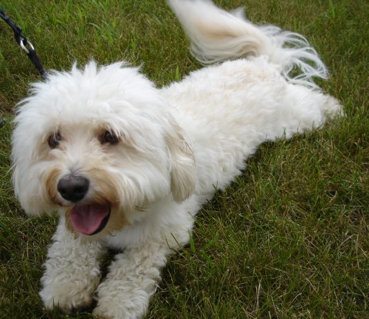 Havanese
