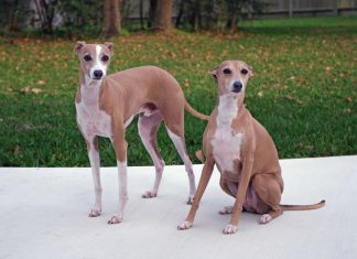 Italian Greyhound