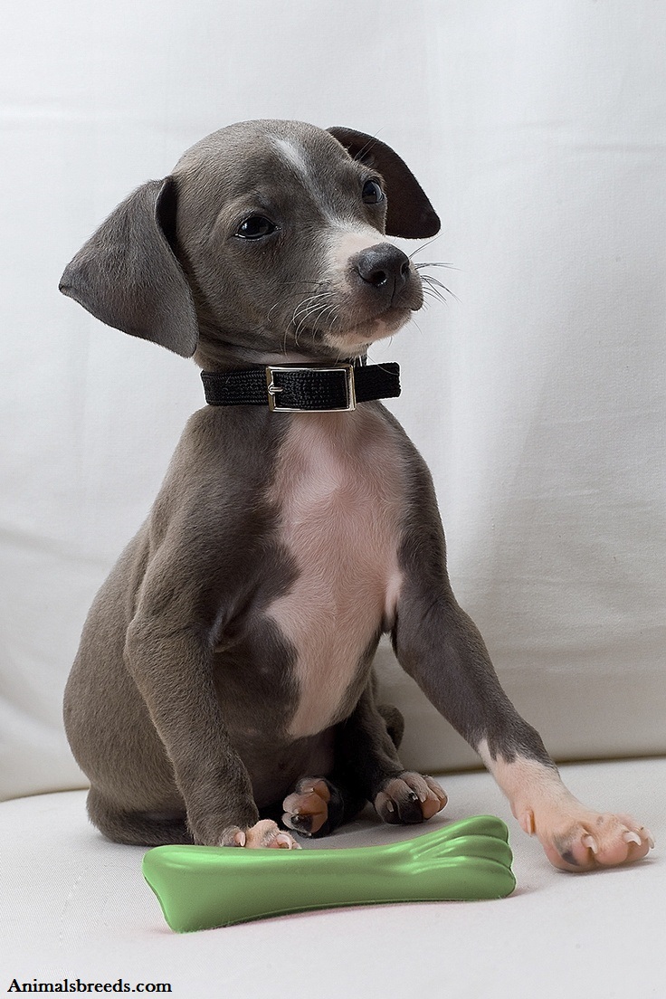 Italian Greyhound - Puppies, Rescue, Pictures, Information, Temperament