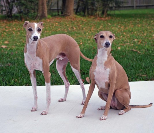 Italian Greyhound