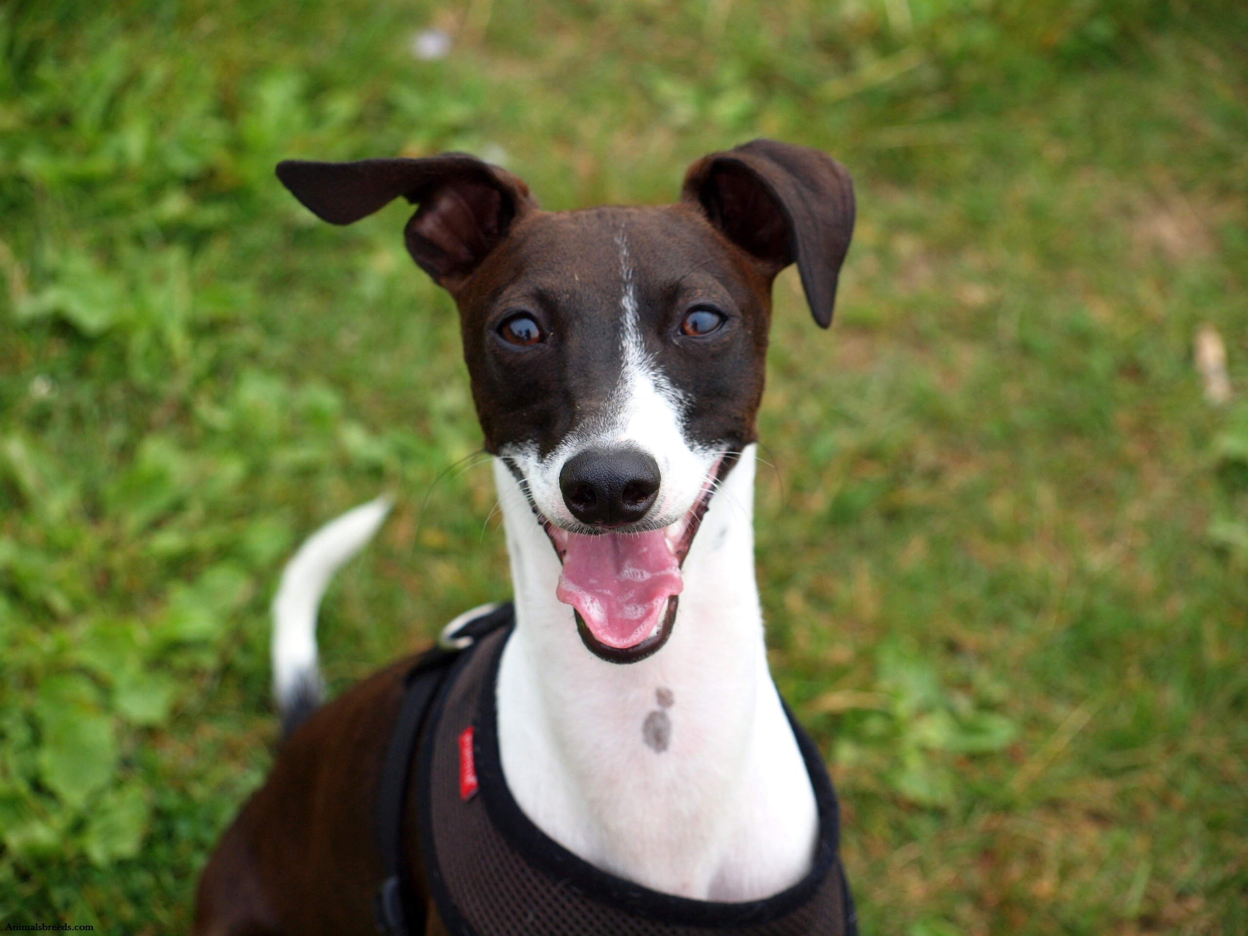 Italian Greyhound - Puppies, Rescue, Pictures, Information, Temperament