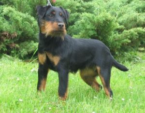 Jagdterrier