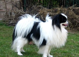 Japanese Chin Japanese Chin