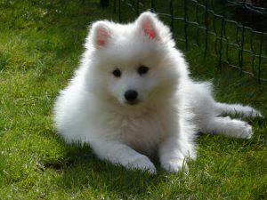 Japanese Spitz