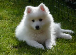 Japanese Spitz Japanese Spitz
