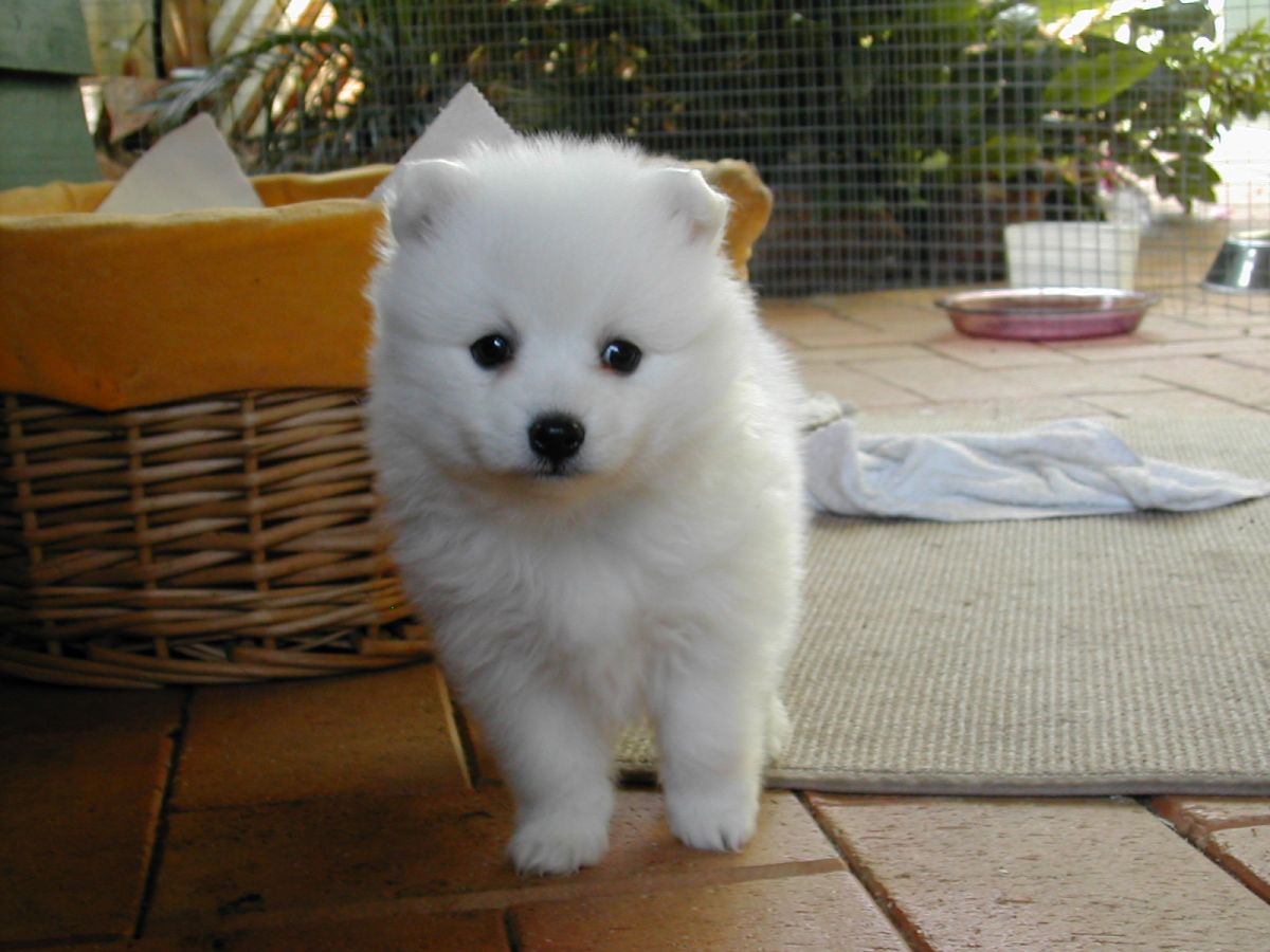 Japanese Spitz Puppies Rescue Pictures Information Temperament Characteristics Animals Breeds