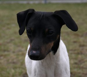 Japanese Terrier