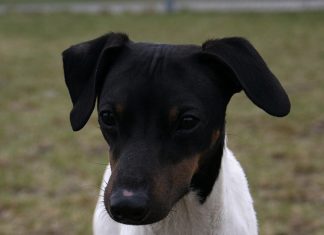 Japanese Terrier