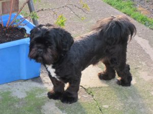 Lhasa Apso