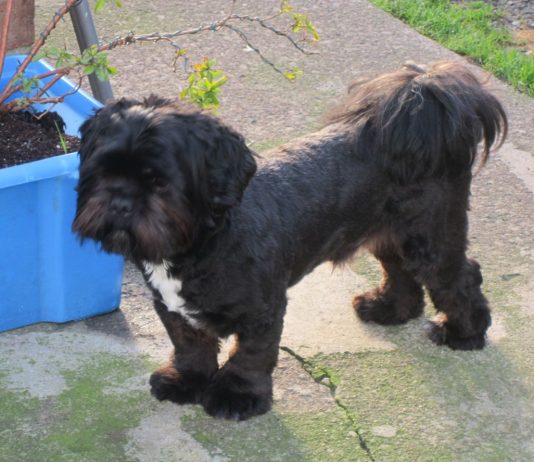 Lhasa Apso