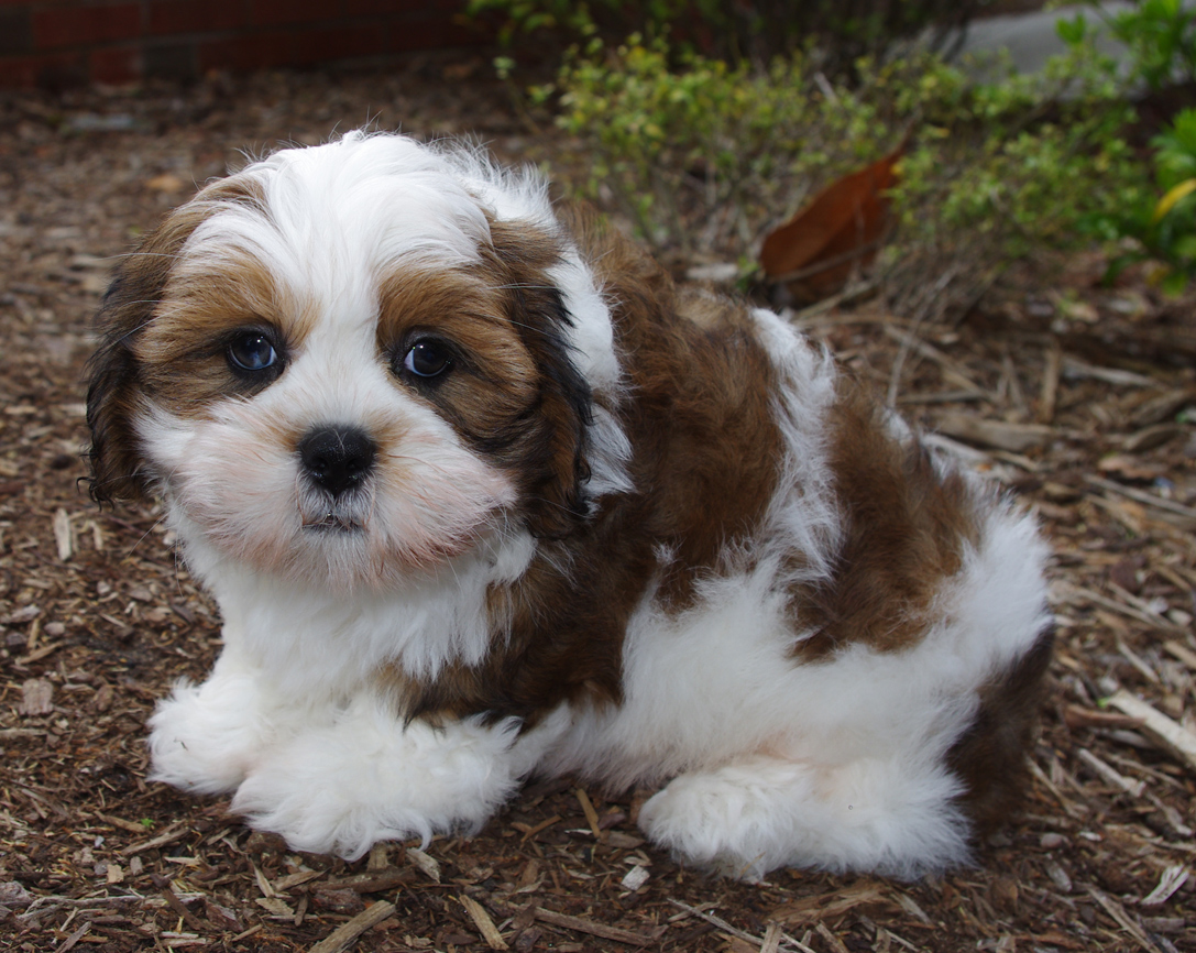 Lhasa Apso - Puppies, Rescue, Pictures, Information, Temperament ...