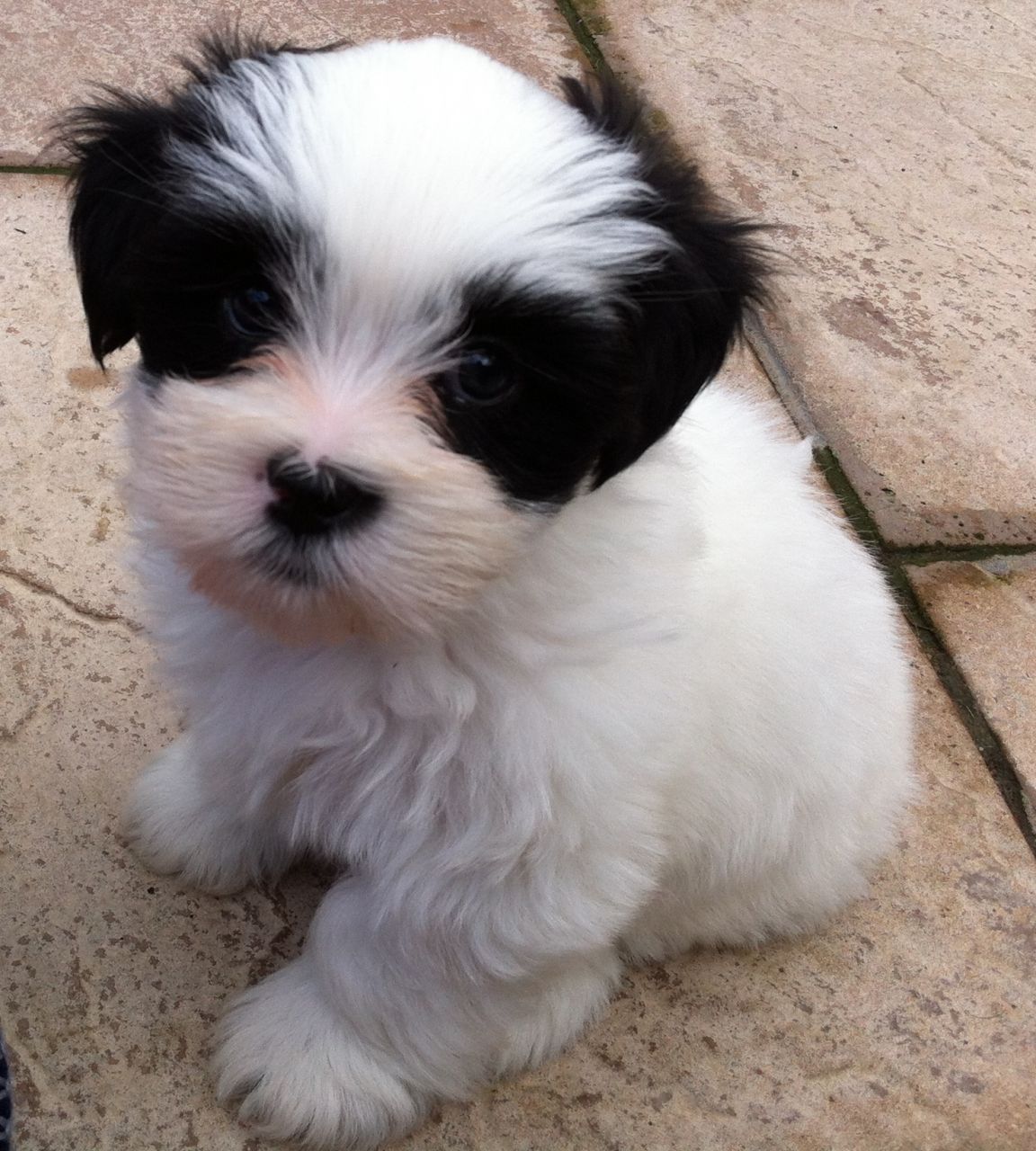 Lhasa Apso Puppies Rescue Pictures Information Temperament 