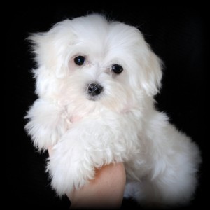 Maltese (Dog) - Puppies, Rescue, Pictures, Information, Temperament ...