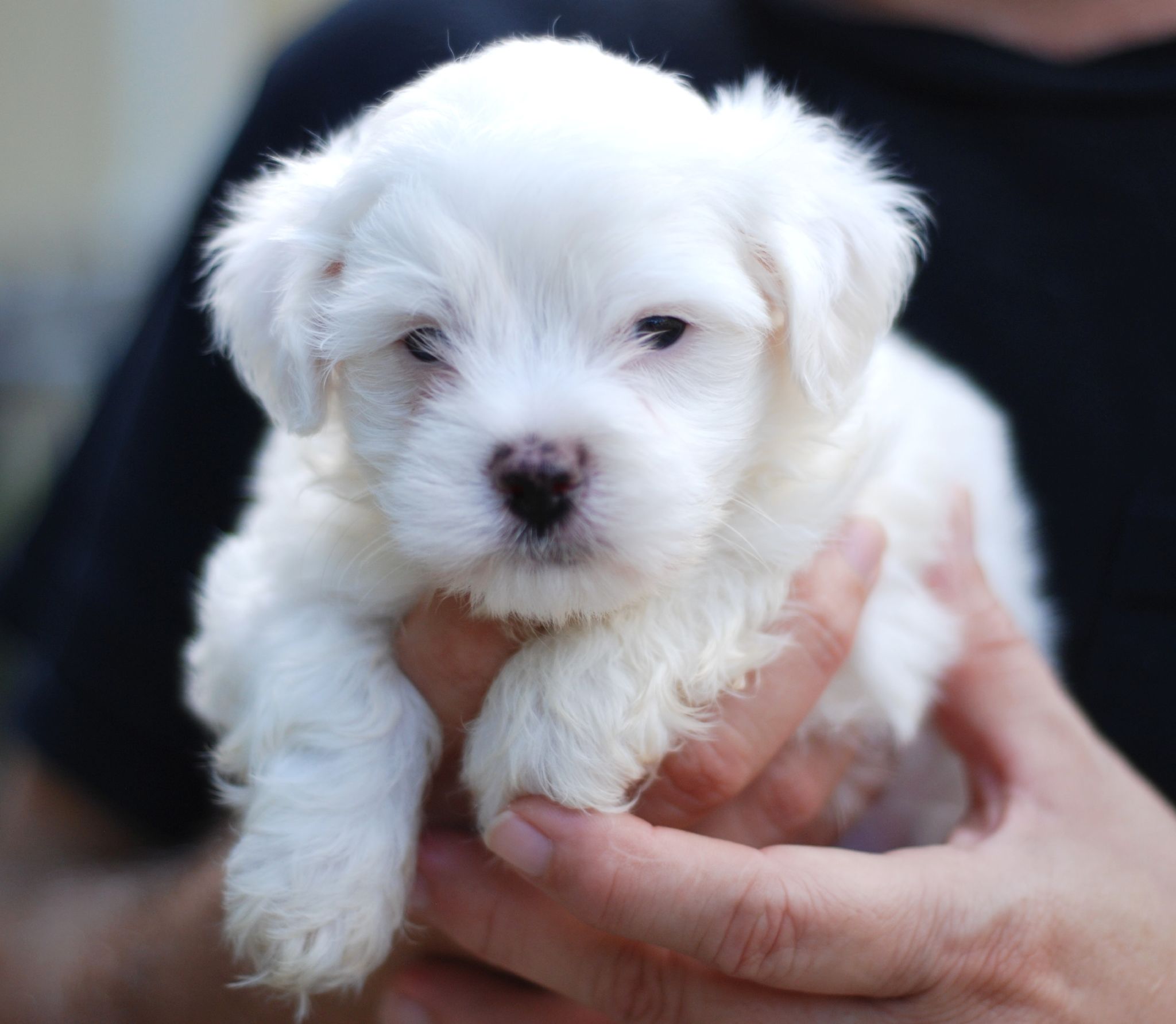 Maltese Dog Puppies Rescue Pictures Information Temperament