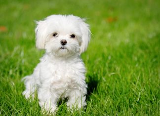 Maltese Maltese