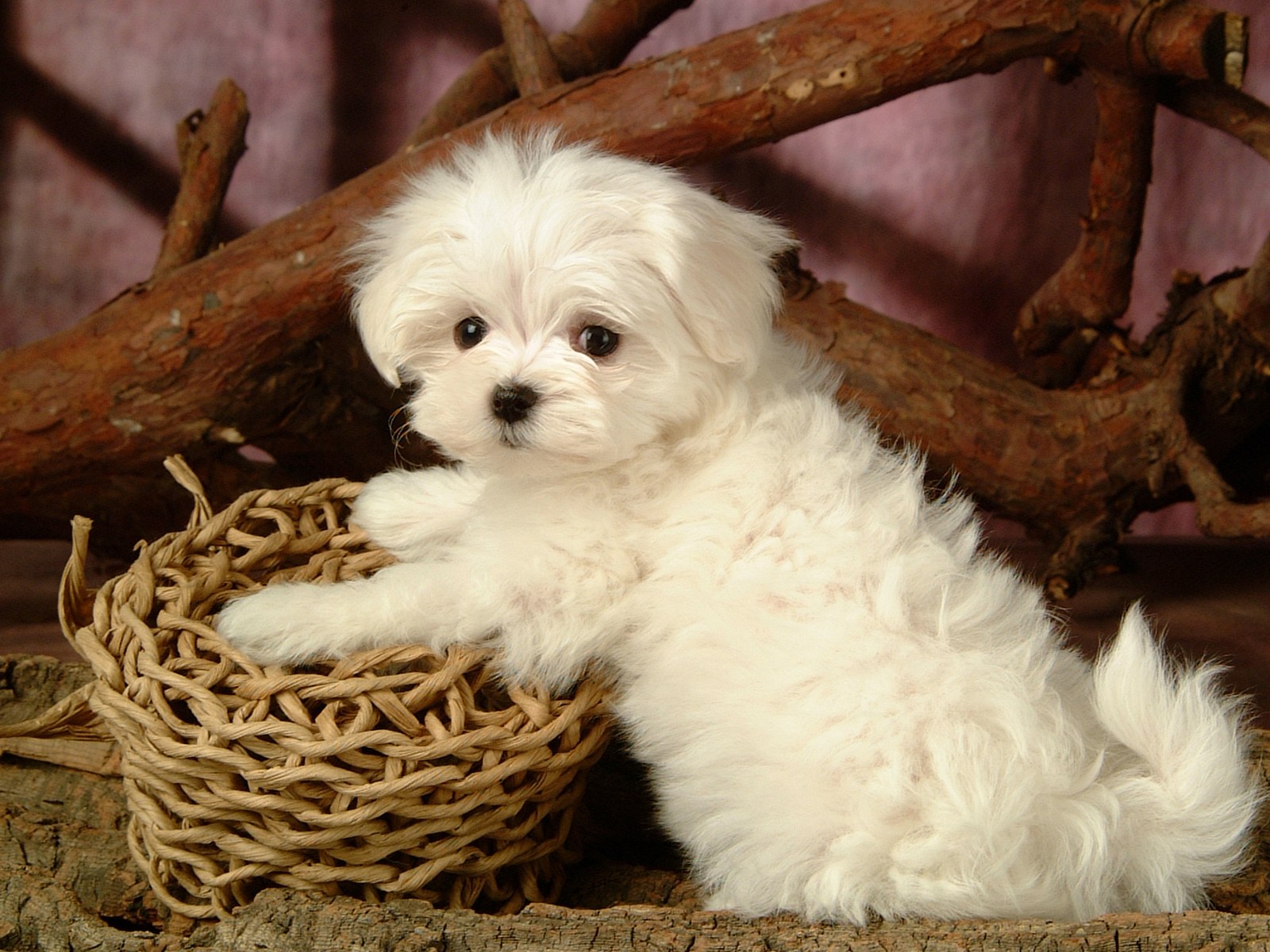 Maltese (Dog) Puppies, Rescue, Pictures, Information, Temperament