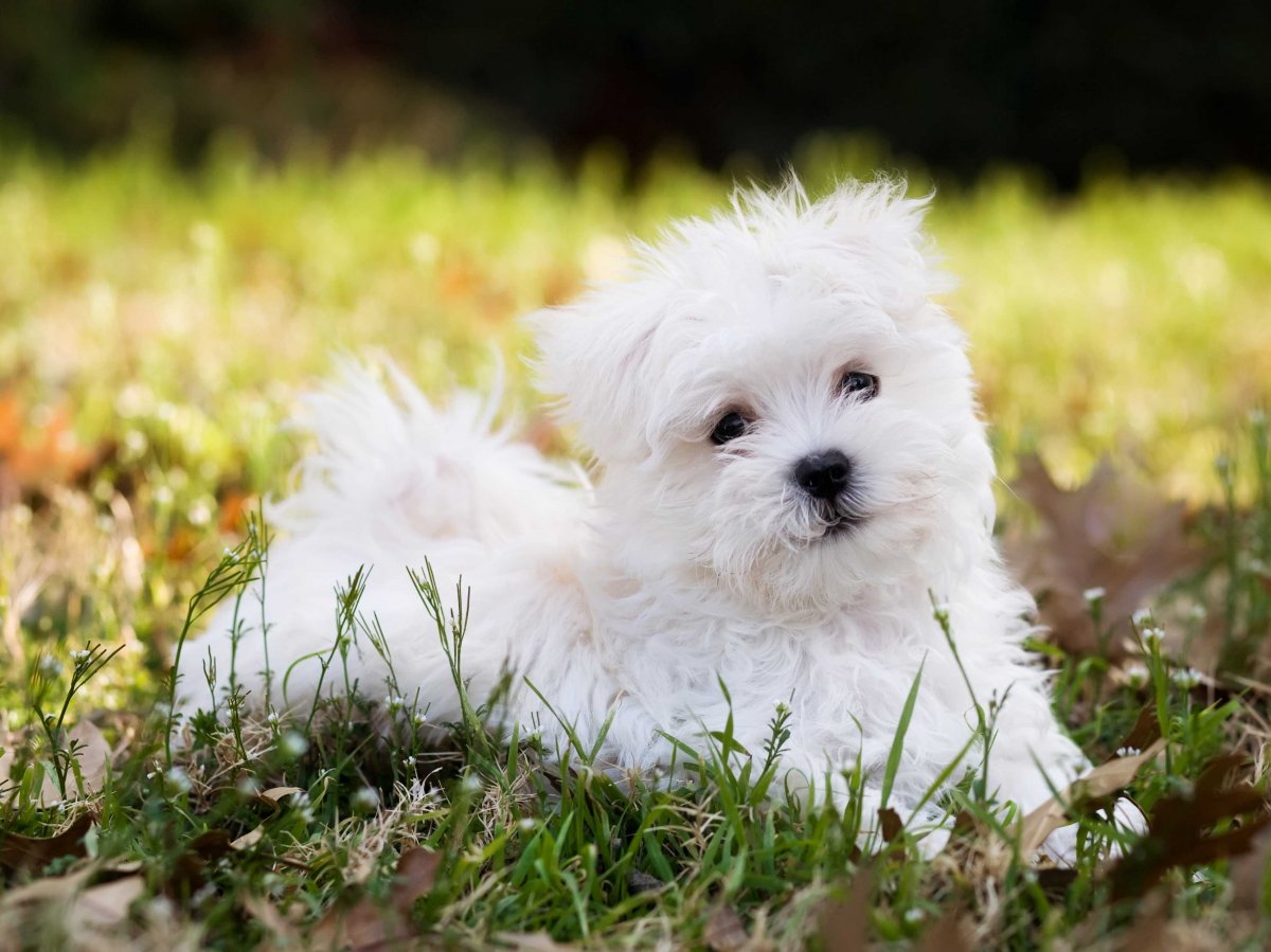 Maltese (Dog) - Puppies, Rescue, Pictures, Information, Temperament ...