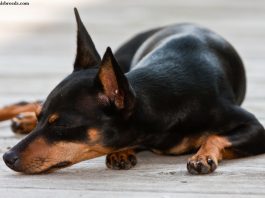 Miniature Pinscher