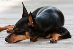 Miniature Pinscher