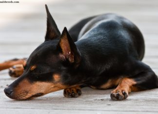 Miniature Pinscher
