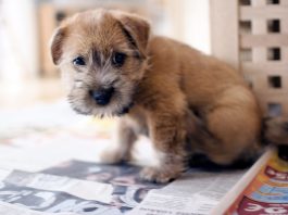 Norfolk Terrier