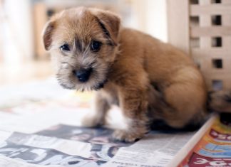 Norfolk Terrier Norfolk Terrier
