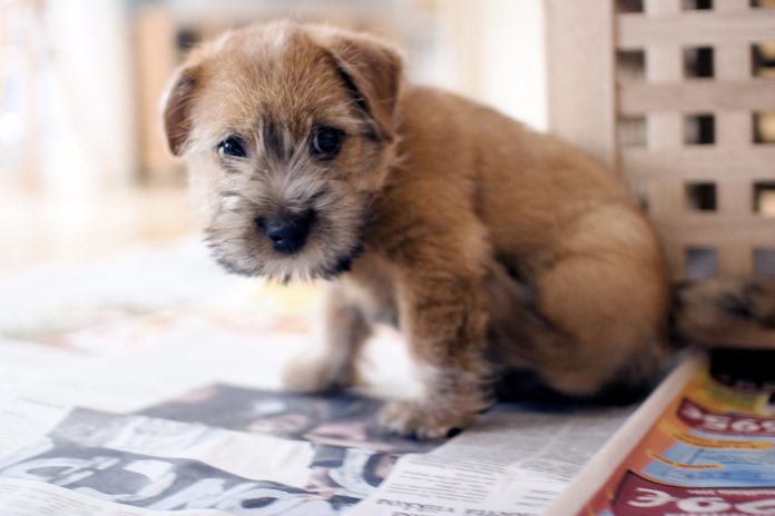 Norfolk Terrier Norfolk Terrier