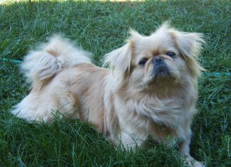Pekingese