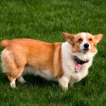Pembroke Welsh Corgi 16