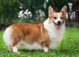 Pembroke Welsh Corgi