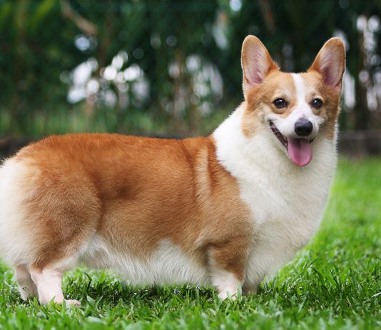 Pembroke Welsh Corgi