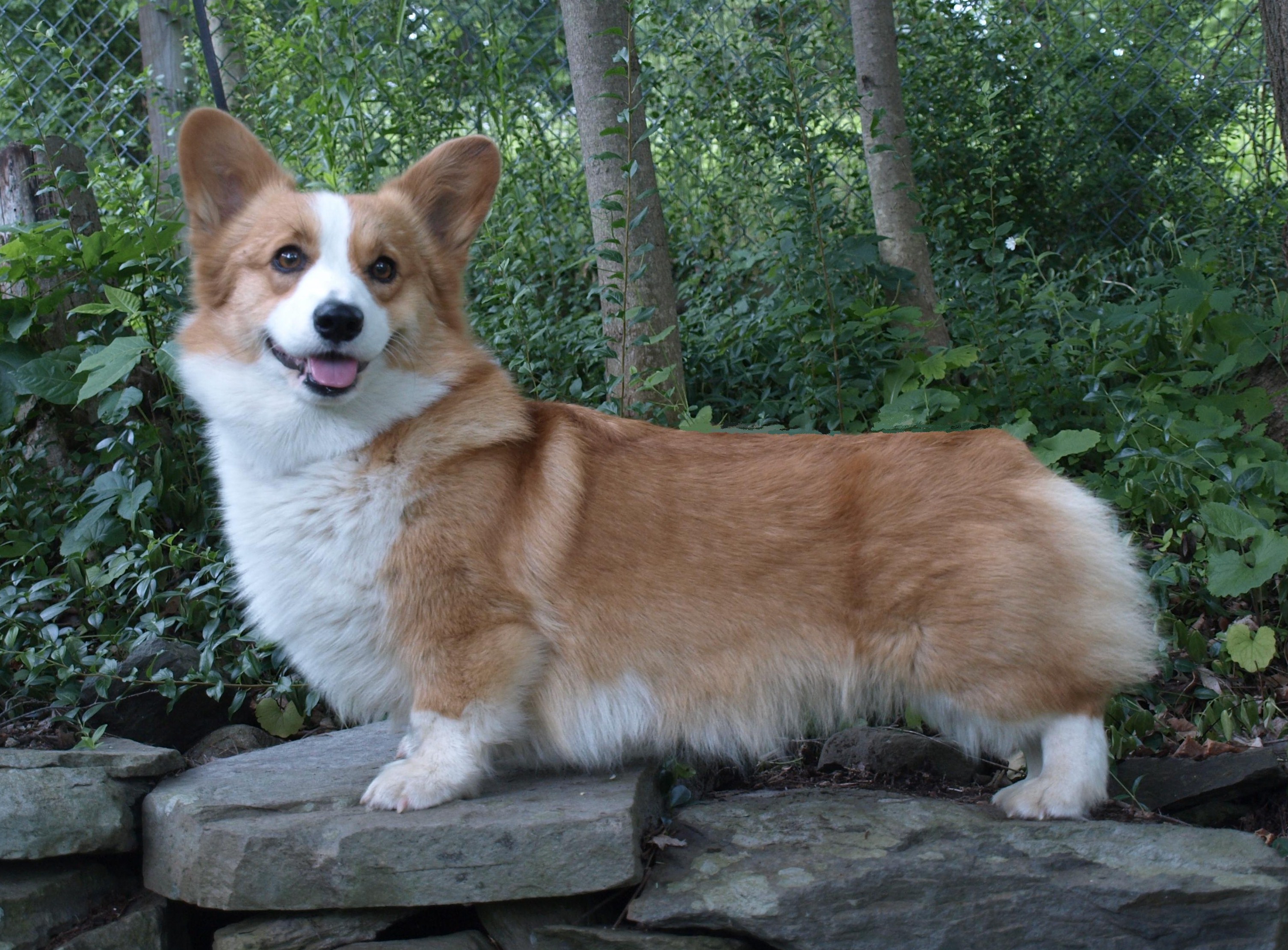 louis corgi