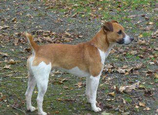 Plummer Terrier