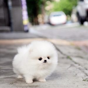 Pomeranian