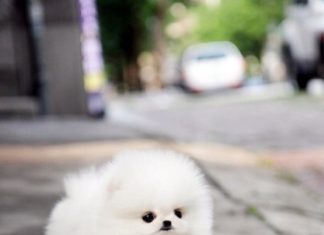 Pomeranian