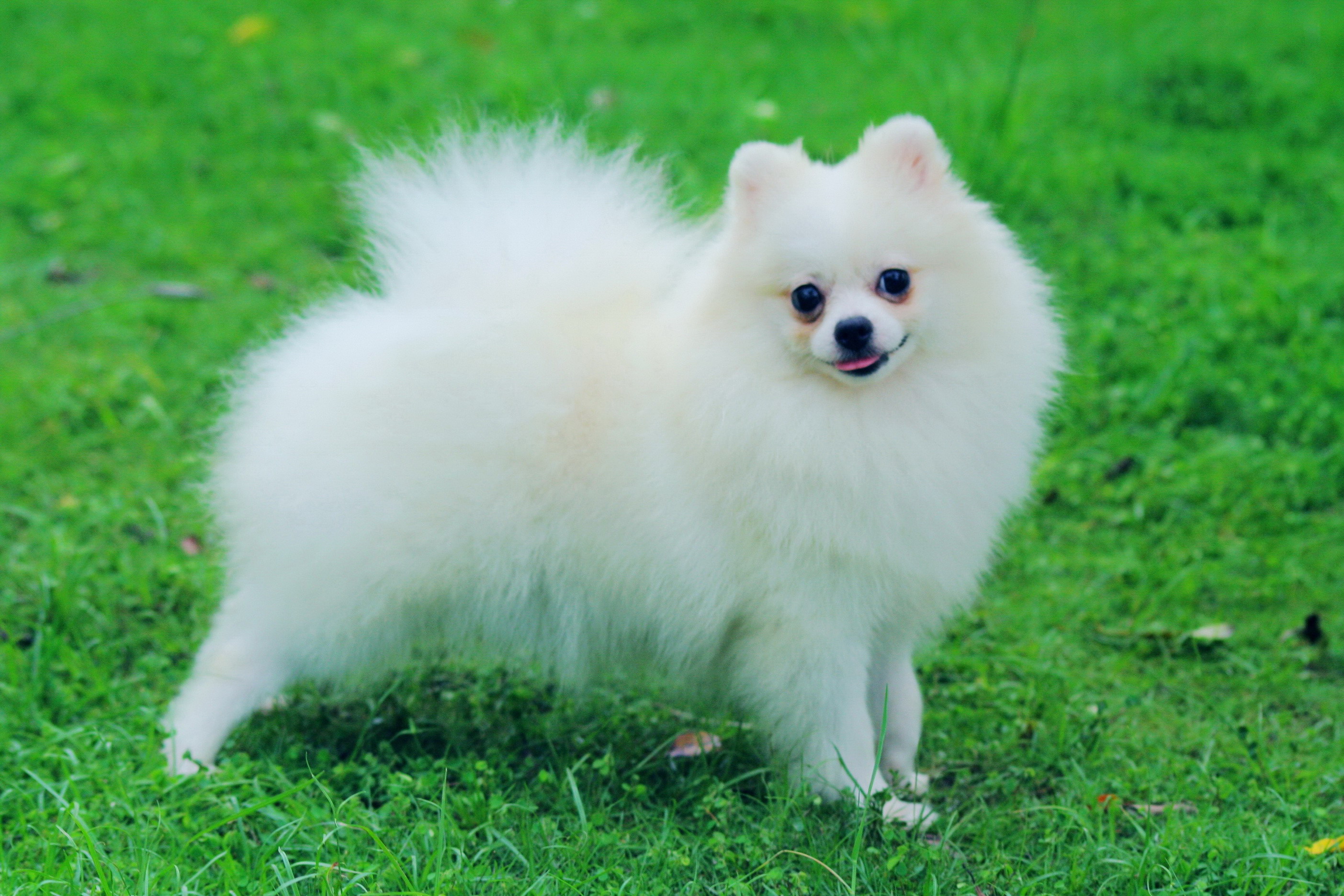 Pomeranian Puppies, Rescue, Pictures, Information, Temperament