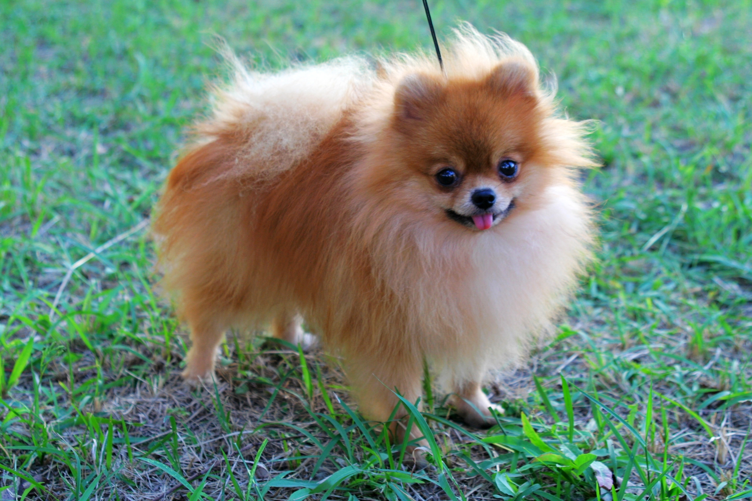 What Is Pomeranians Breed at Dannette Morris blog