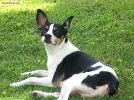 Rat Terrier